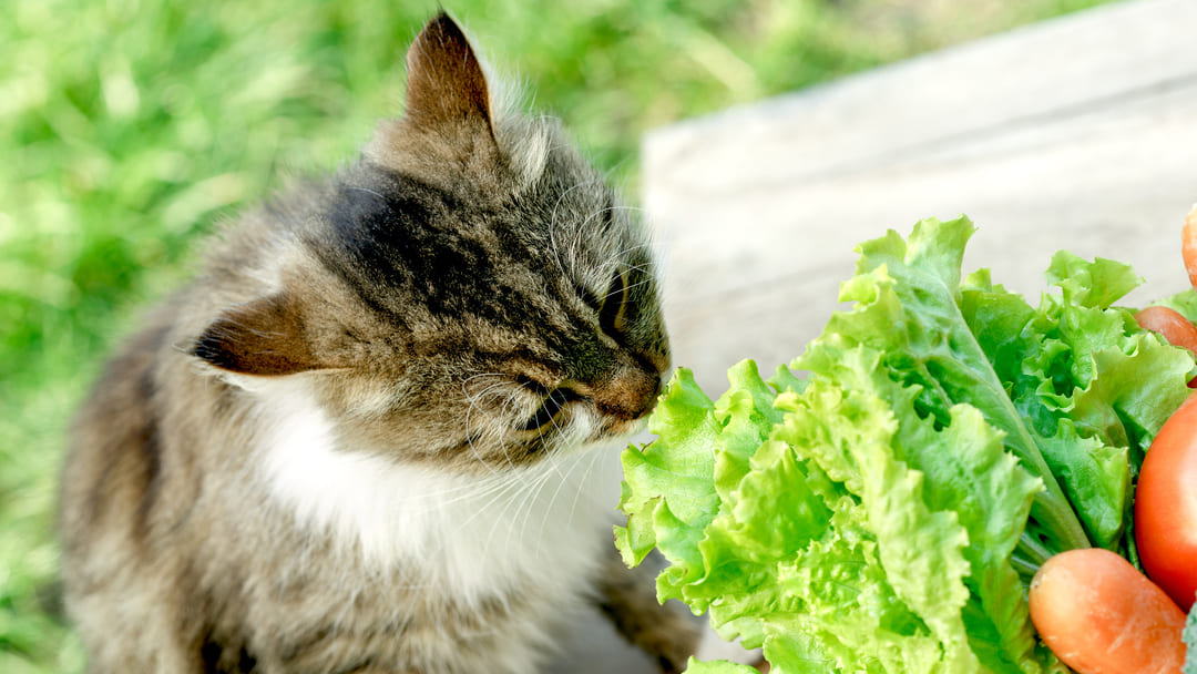 My cat eats on sale lettuce